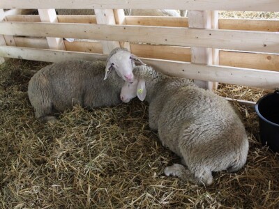 Izložba stoke na poljoprivrednom sajmu u Novom Sadu