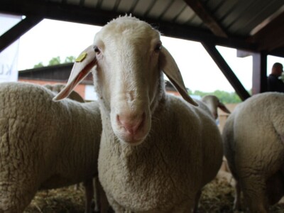 Izložba stoke na poljoprivrednom sajmu u Novom Sadu