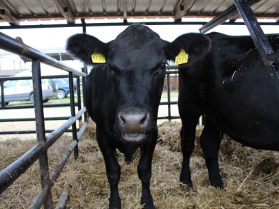 Izložba stoke na sajmu u Gudovcu