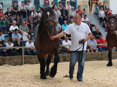 Izložba stoke na sajmu u Gudovcu