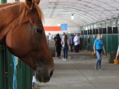 Izložba stoke na sajmu u Gudovcu