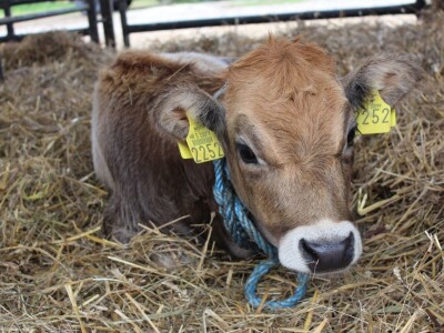 Izložba stoke na sajmu u Gudovcu