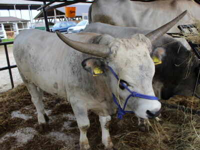 Izložba stoke na sajmu u Gudovcu