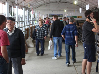 Izložba stoke na sajmu u Gudovcu