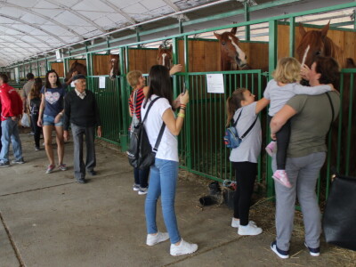 Izložba stoke na sajmu u Gudovcu