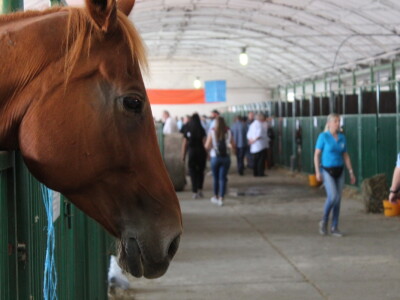 Izložba stoke na sajmu u Gudovcu
