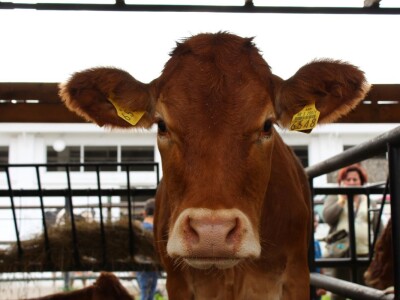 Izložba stoke na sajmu u Gudovcu