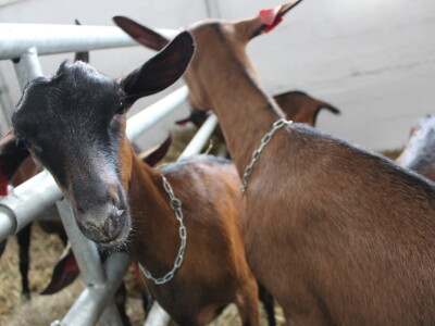 Izložba stoke na sajmu u Gudovcu