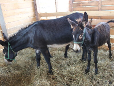 Izložba stoke na sajmu u Gudovcu