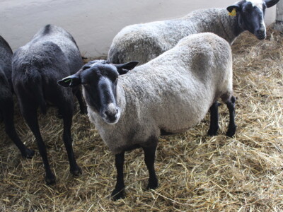 Izložba stoke na sajmu u Gudovcu