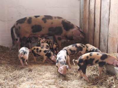 Izložba stoke na sajmu u Gudovcu