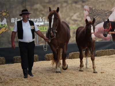 Izložba stoke na sajmu u Gudovcu
