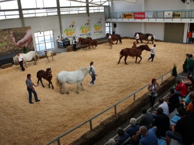 Izložba stoke na sajmu u Gudovcu