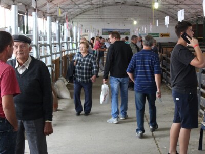 Izložba stoke na sajmu u Gudovcu