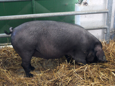 Izložba svinja autohtonih pasmina