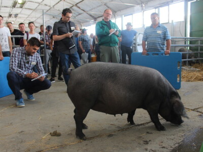 Izložba svinja autohtonih pasmina