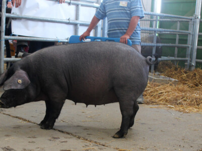 Izložba svinja autohtonih pasmina