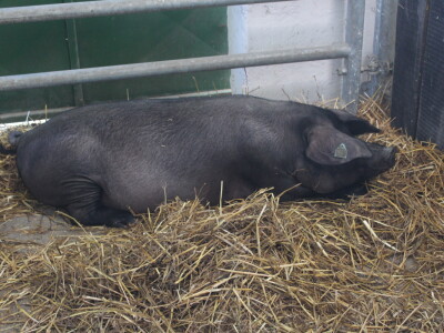 Izložba svinja autohtonih pasmina