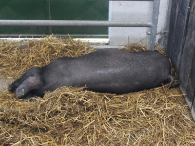 Izložba svinja autohtonih pasmina