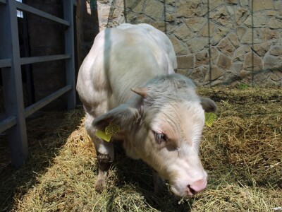 Izložba životinja na poljoprivrednom sajmu u Novom Sadu