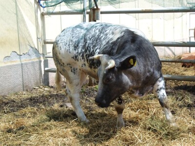 Izložba životinja na poljoprivrednom sajmu u Novom Sadu