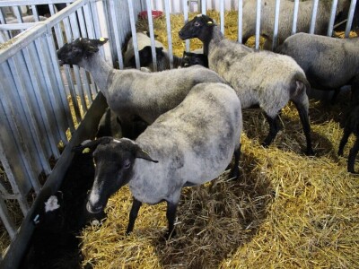 Izložba životinja na poljoprivrednom sajmu u Novom Sadu