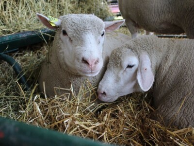 Izložba životinja na poljoprivrednom sajmu u Novom Sadu
