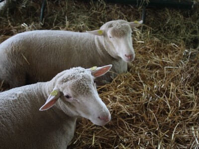 Izložba životinja na poljoprivrednom sajmu u Novom Sadu