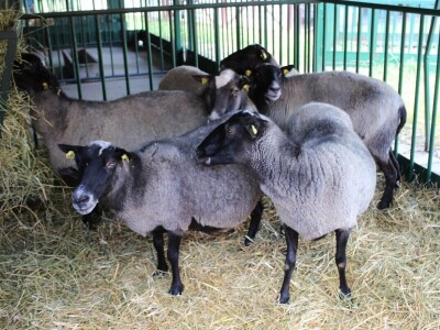 Izložba životinja na poljoprivrednom sajmu u Novom Sadu