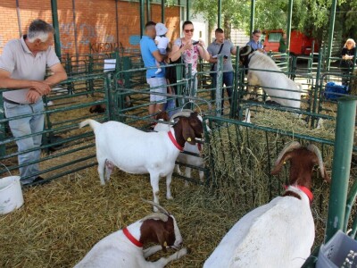 Izložba životinja na poljoprivrednom sajmu u Novom Sadu