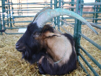 Izložba životinja na poljoprivrednom sajmu u Novom Sadu