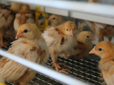 Izložba životinja na poljoprivrednom sajmu u Novom Sadu