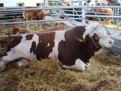 Izložba životinja na poljoprivrednom sajmu u Novom Sadu