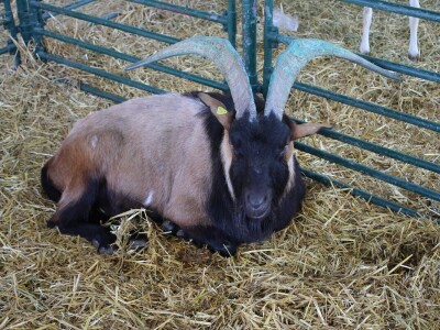 Izložba životinja na poljoprivrednom sajmu u Novom Sadu