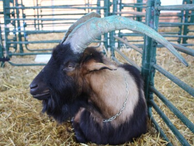 Izložba životinja na poljoprivrednom sajmu u Novom Sadu