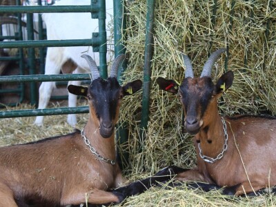 Izložba životinja na poljoprivrednom sajmu u Novom Sadu
