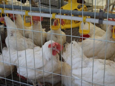 Izložba životinja na poljoprivrednom sajmu u Novom Sadu