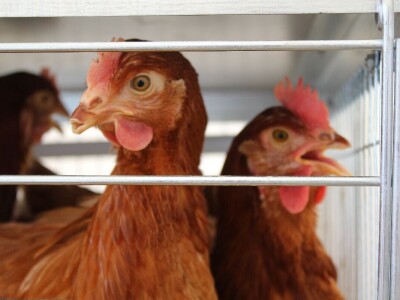 Izložba životinja na poljoprivrednom sajmu u Novom Sadu