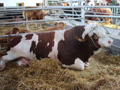 Izložba životinja na poljoprivrednom sajmu u Novom Sadu