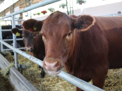 Izložba životinja na poljoprivrednom sajmu u Novom Sadu