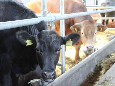 Izložba životinja na poljoprivrednom sajmu u Novom Sadu