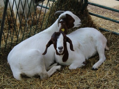 Izložba životinja na poljoprivrednom sajmu u Novom Sadu