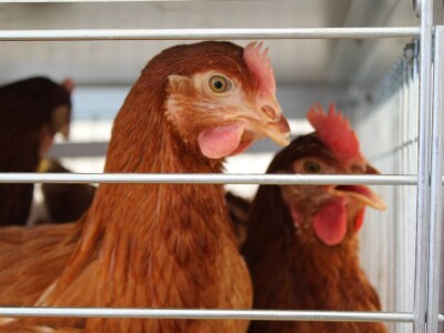 Izložba životinja na poljoprivrednom sajmu u Novom Sadu