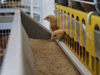 Izložba životinja na poljoprivrednom sajmu u Novom Sadu