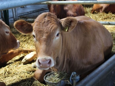 Izložba životinja na poljoprivrednom sajmu u Novom Sadu