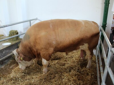 Izložba životinja na poljoprivrednom sajmu u Novom Sadu