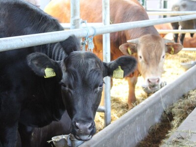 Izložba životinja na poljoprivrednom sajmu u Novom Sadu