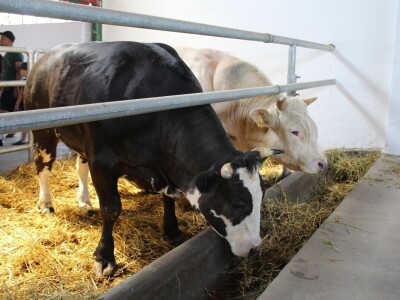 Izložba životinja na poljoprivrednom sajmu u Novom Sadu