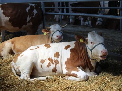 Izložba životinja na poljoprivrednom sajmu u Novom Sadu