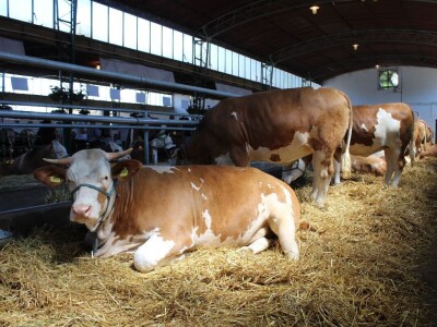 Izložba životinja na poljoprivrednom sajmu u Novom Sadu